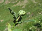 Salix caucasica. Верхушка побега с галлами (вероятно, Rabdophaga terminalis). Кабардино-Балкария, Эльбрусский р-н, долина р. Ирикчат, ок. 2650 м н.у.м., берег р. Ирикчат. 07.07.2020.