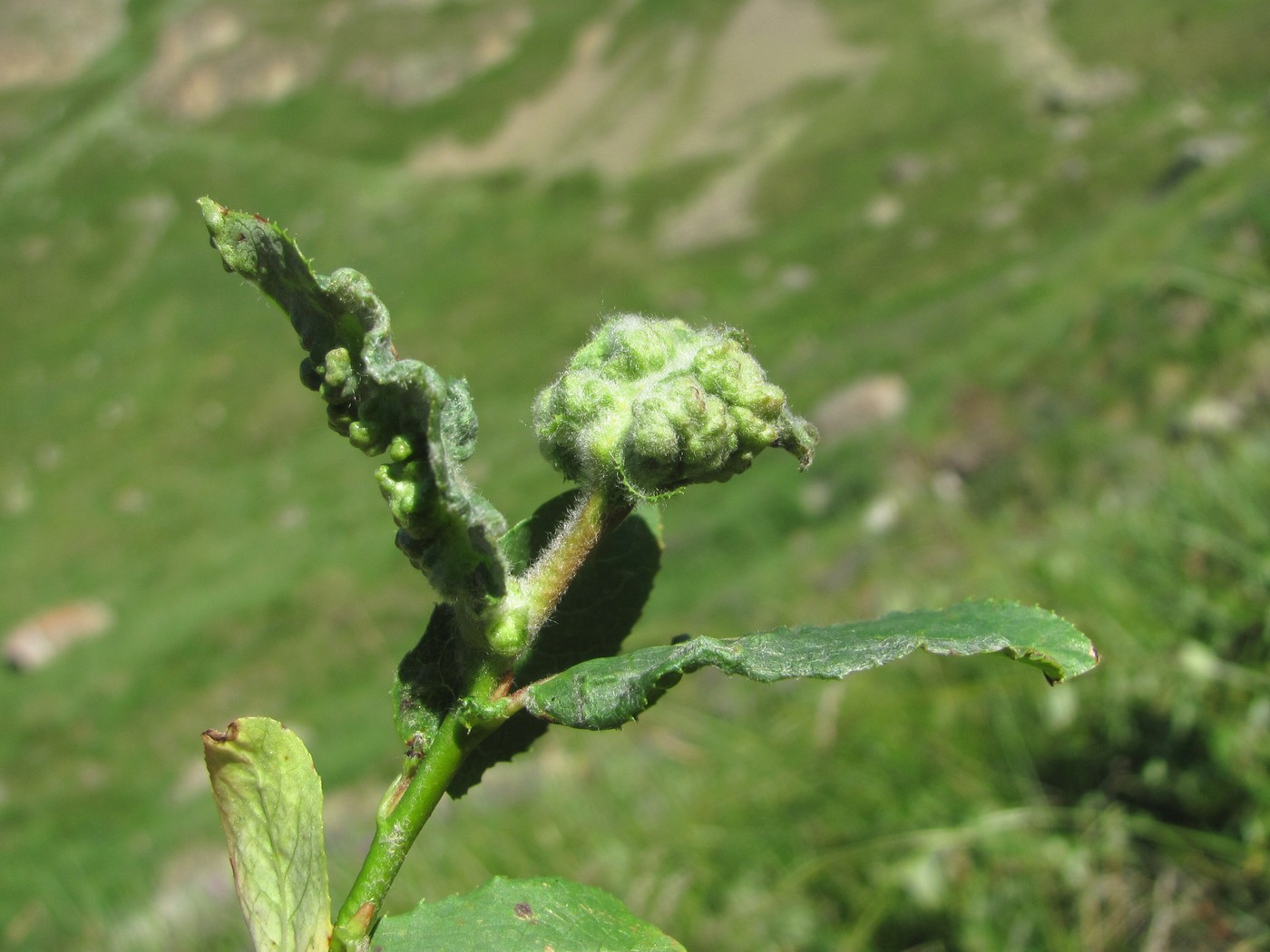 Изображение особи Salix caucasica.