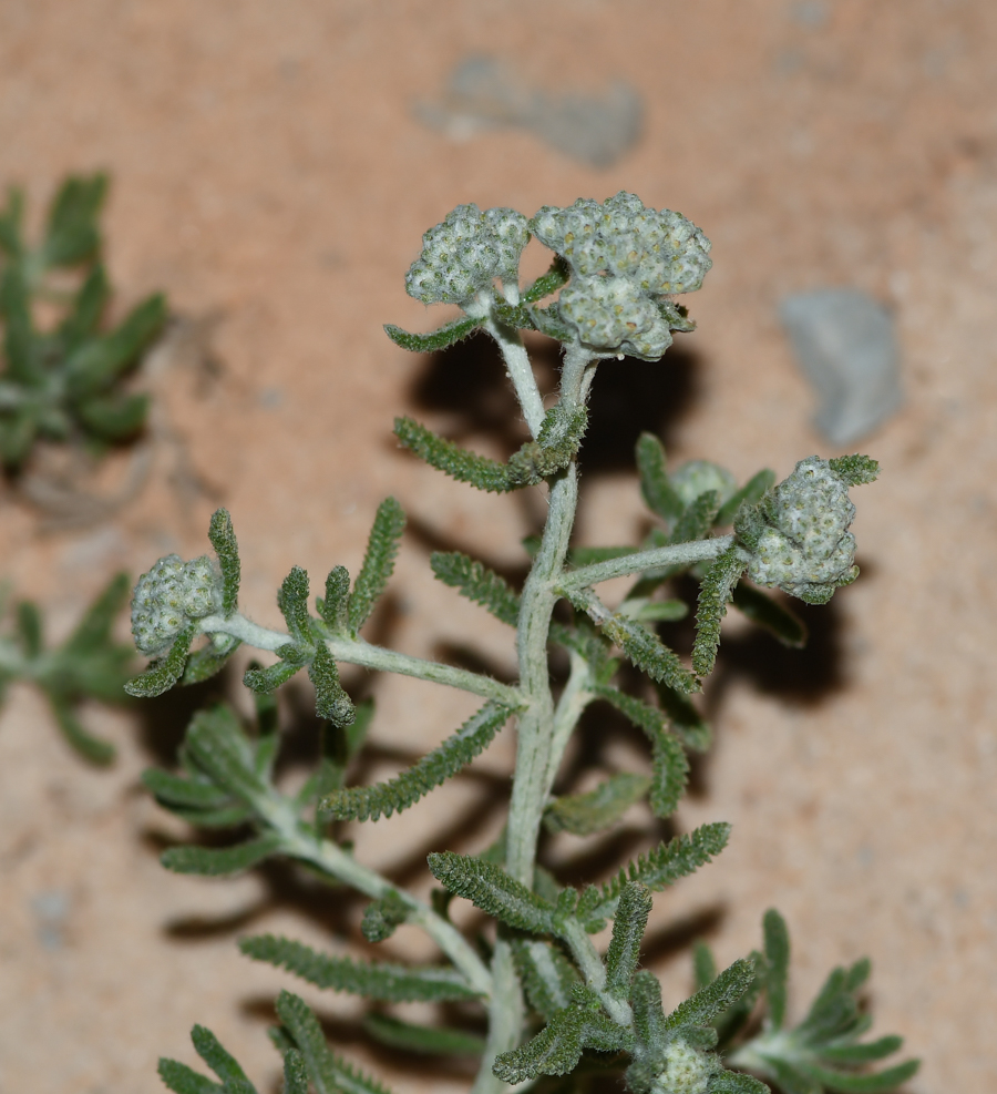 Image of Achillea wilhelmsii specimen.