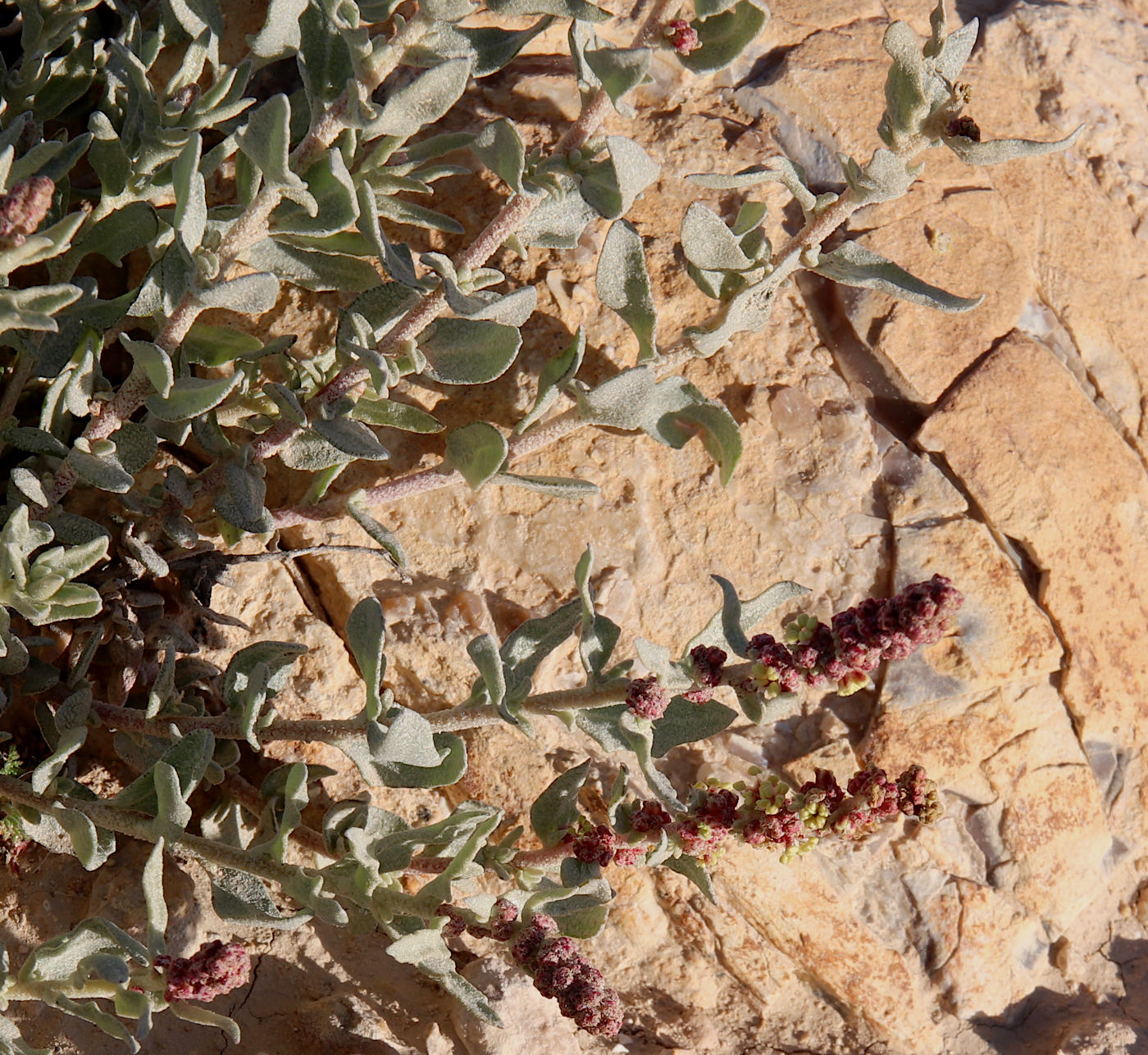 Изображение особи Atriplex glauca.