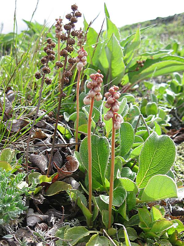 Image of Pyrola minor specimen.