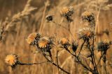 Carlina biebersteinii