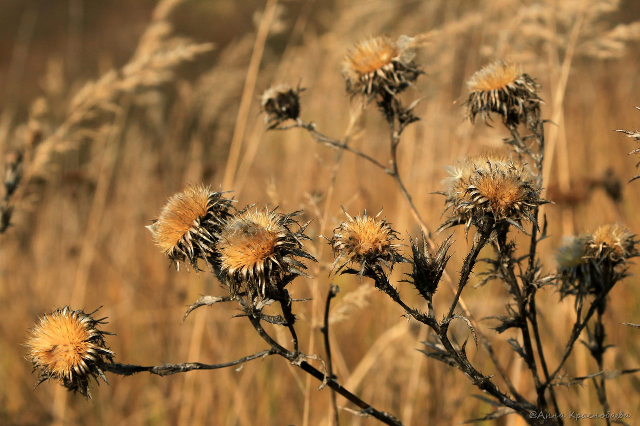 Image of Carlina biebersteinii specimen.