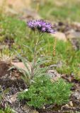 Saussurea tilesii subspecies putoranica