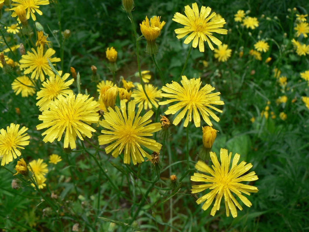 Изображение особи Crepis tectorum.