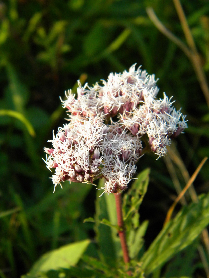 Image of Eupatorium lindleyanum specimen.