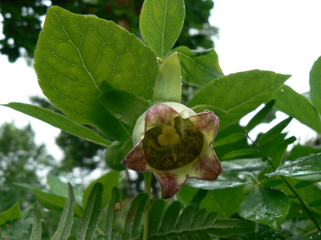 Изображение особи Codonopsis lanceolata.