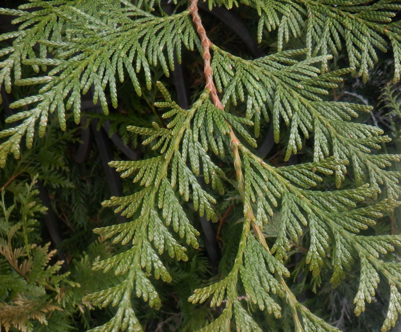 Image of genus Thuja specimen.