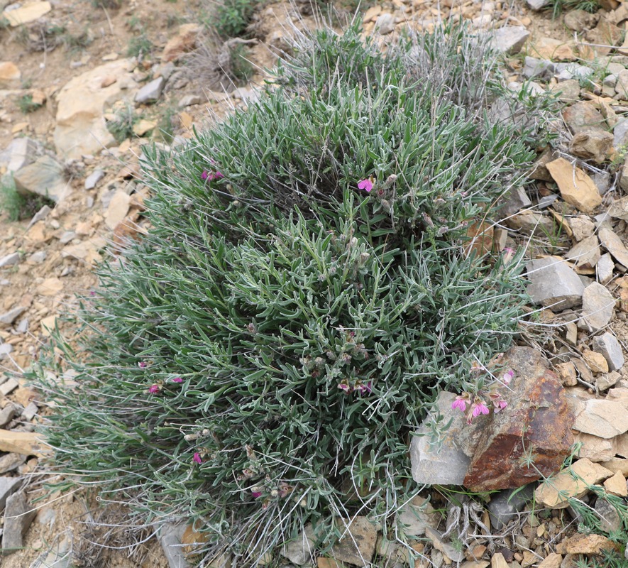 Image of Ajuga chamaecistus specimen.