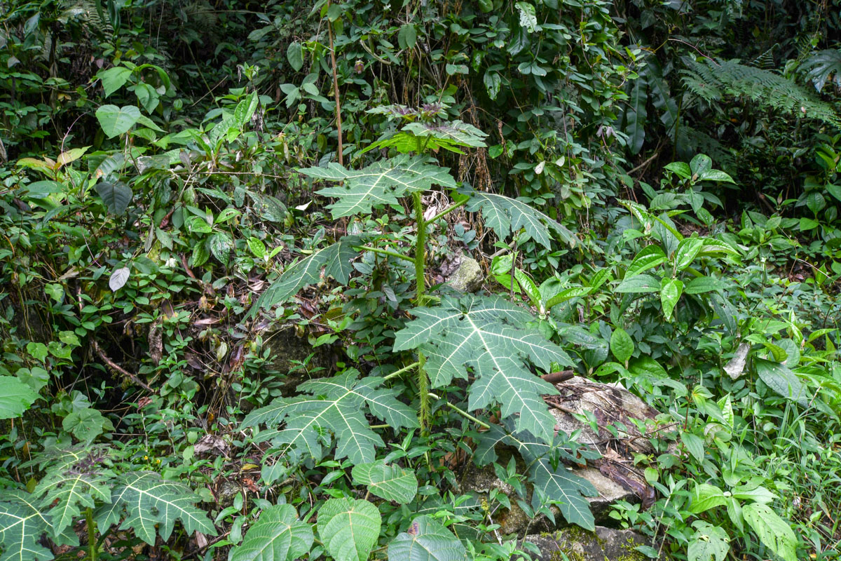 Image of genus Solanum specimen.