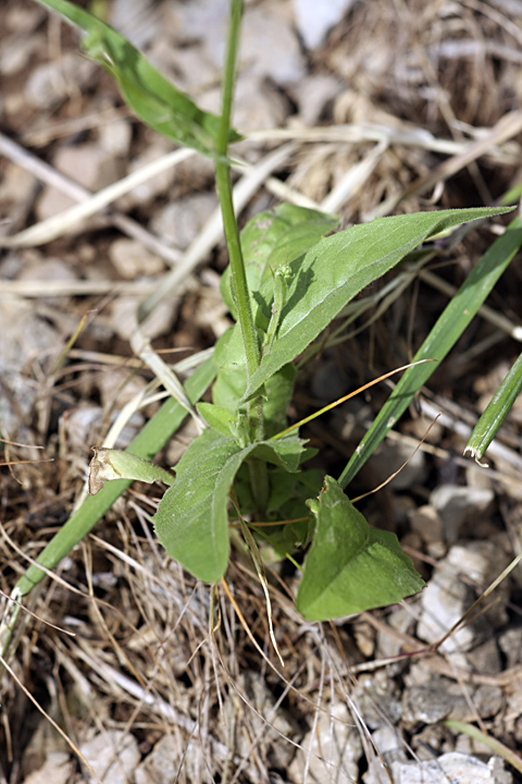 Image of Crepis pulchra ssp. turkestanica specimen.