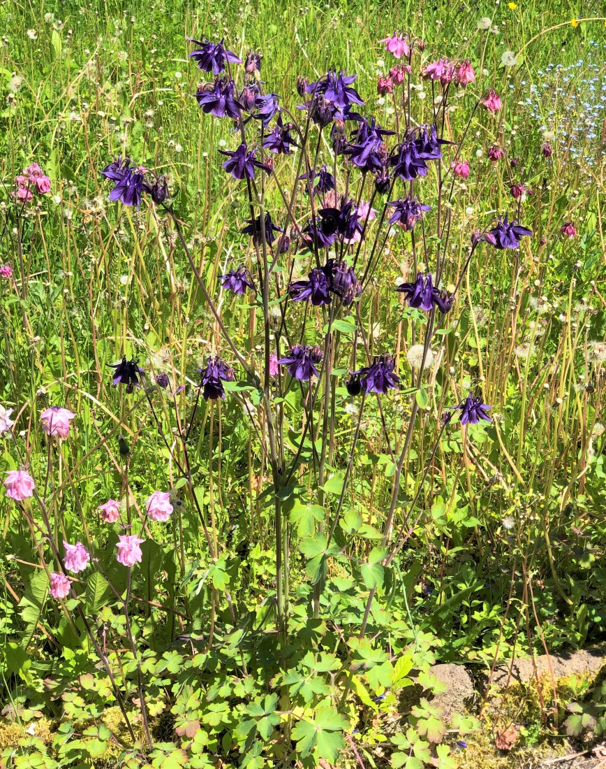 Изображение особи Aquilegia vulgaris.