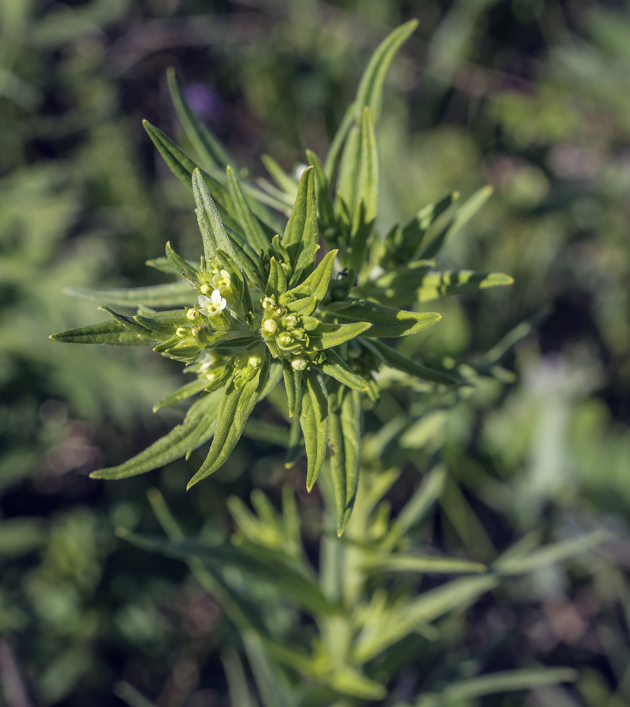 Image of Lithospermum officinale specimen.