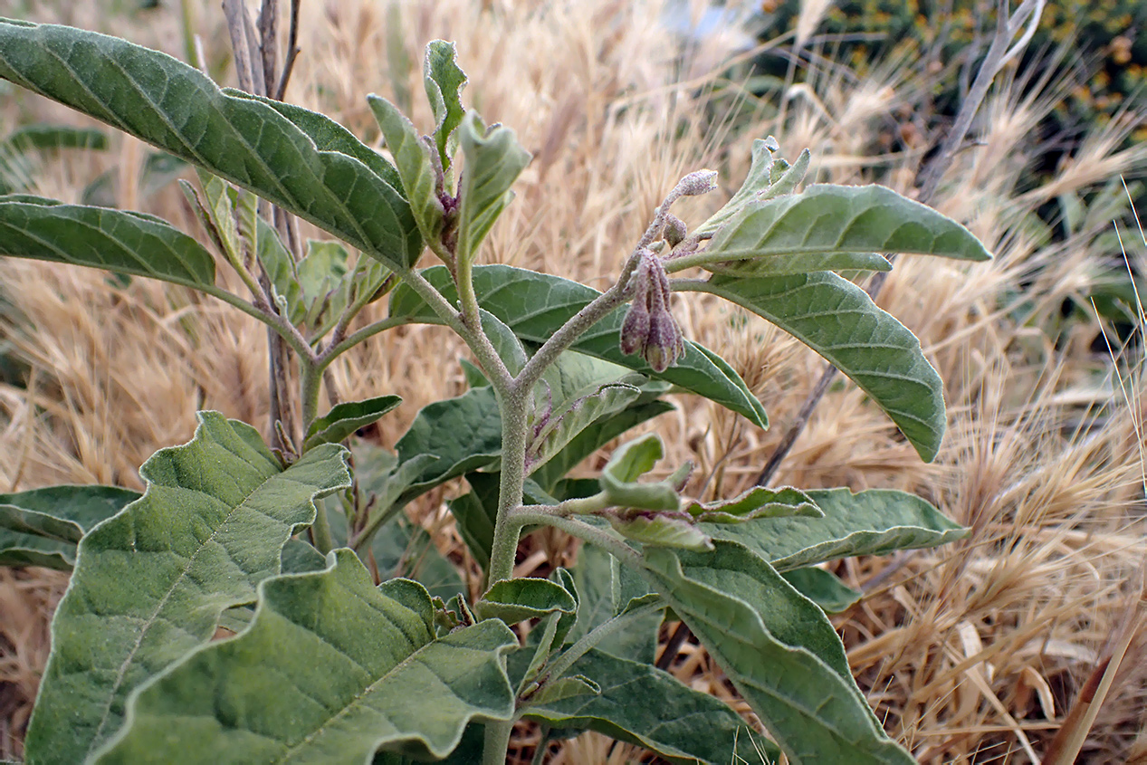 Image of Solanum elaeagnifolium specimen.