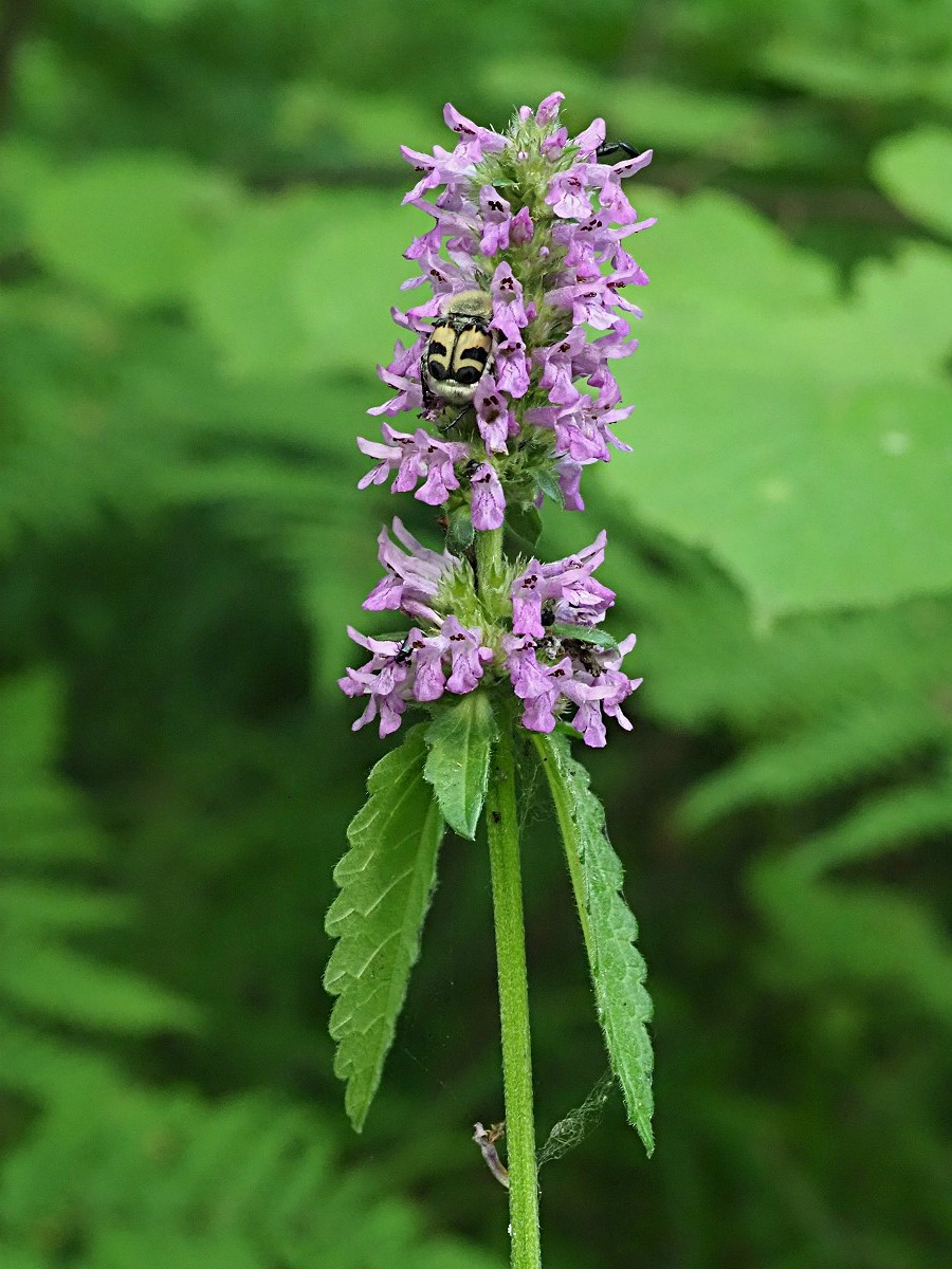 Изображение особи Betonica officinalis.