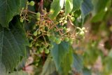 Parthenocissus quinquefolia. Соплодие с незрелыми плодами и части листьев. Казахстан, г. Актау, в городском озеленении. 22 июня 2021 г.