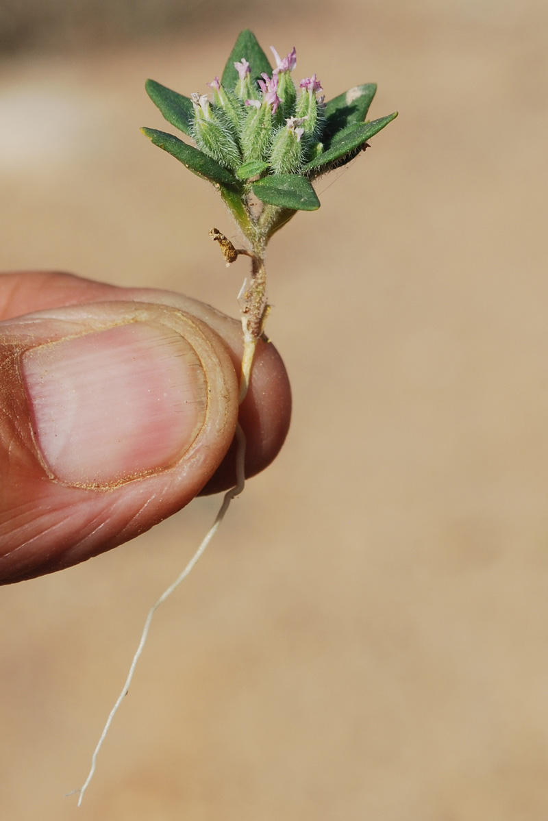 Image of Saponaria spathulifolia specimen.