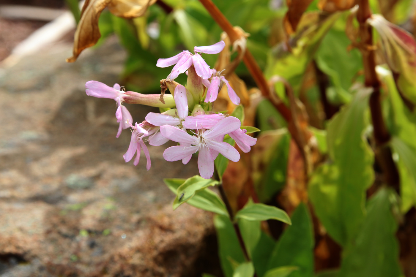 Image of Saponaria officinalis specimen.