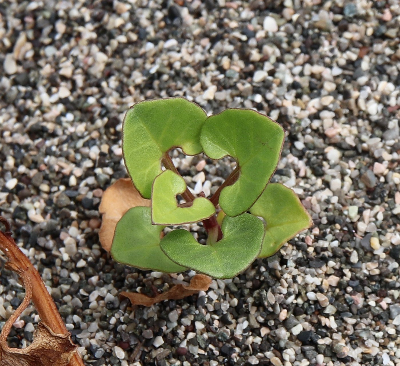 Image of Calystegia soldanella specimen.