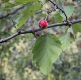 Crataegus submollis