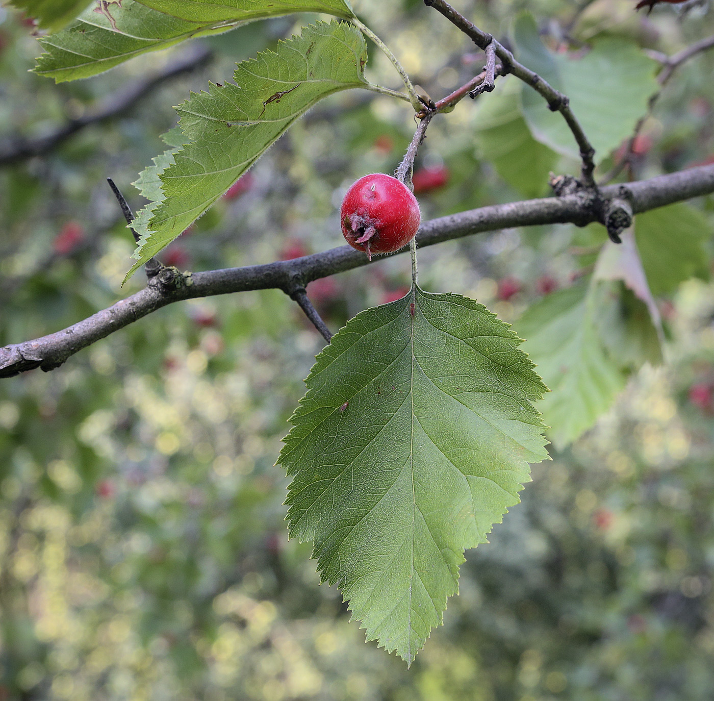 Image of Crataegus submollis specimen.