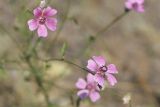 Althaea cannabina