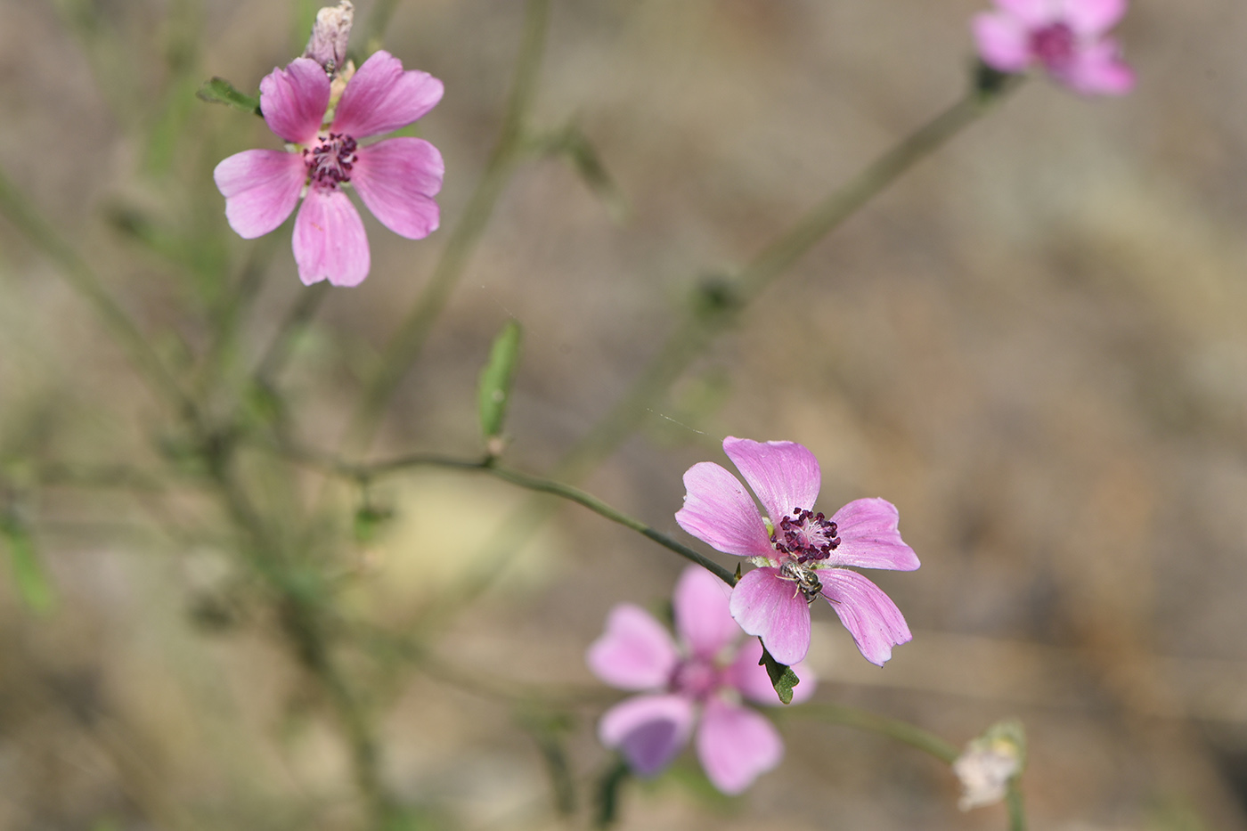 Изображение особи Althaea cannabina.