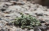 Scutellaria baldshuanica