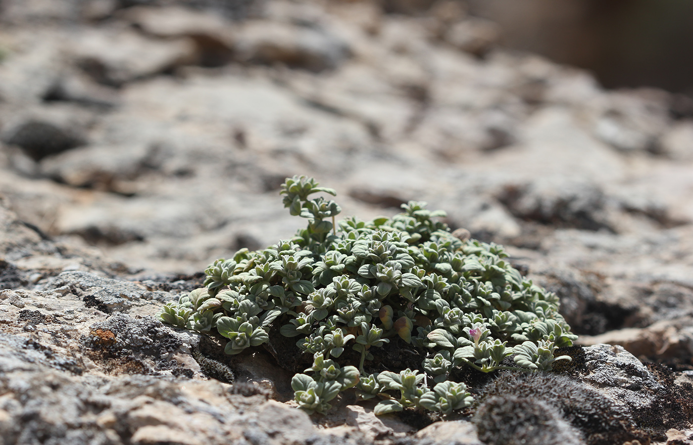 Image of Scutellaria baldshuanica specimen.