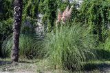 Cortaderia selloana