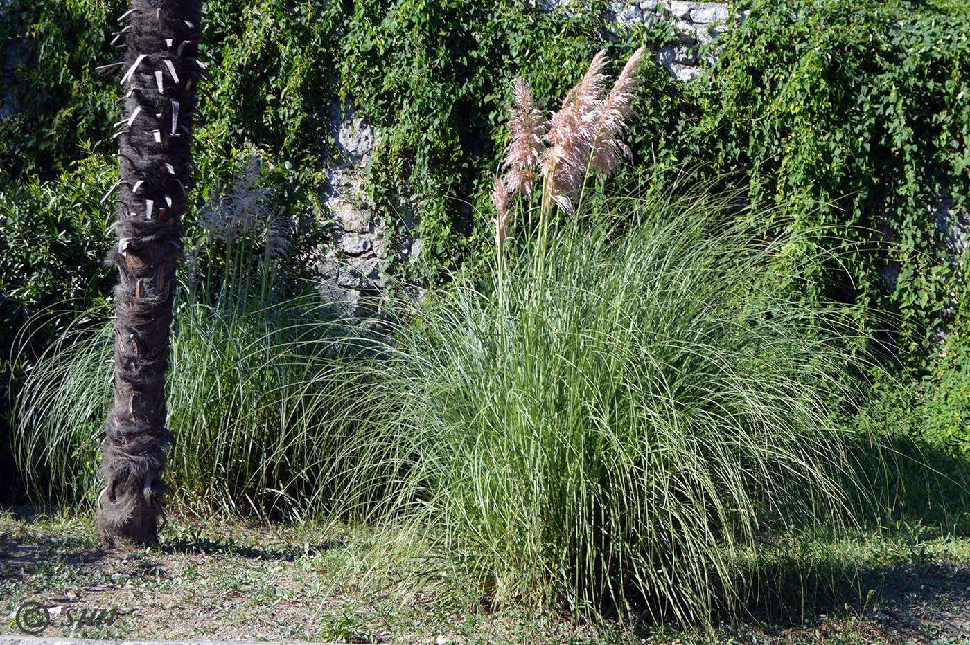 Image of Cortaderia selloana specimen.