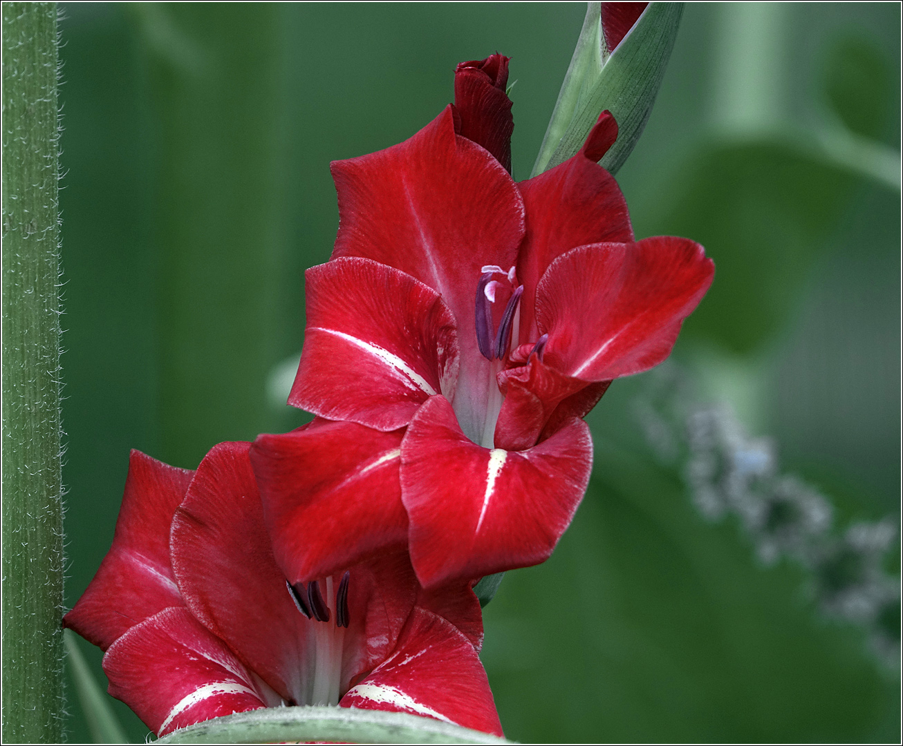 Image of Gladiolus &times; gandavensis specimen.