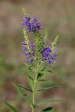 Veronica longifolia