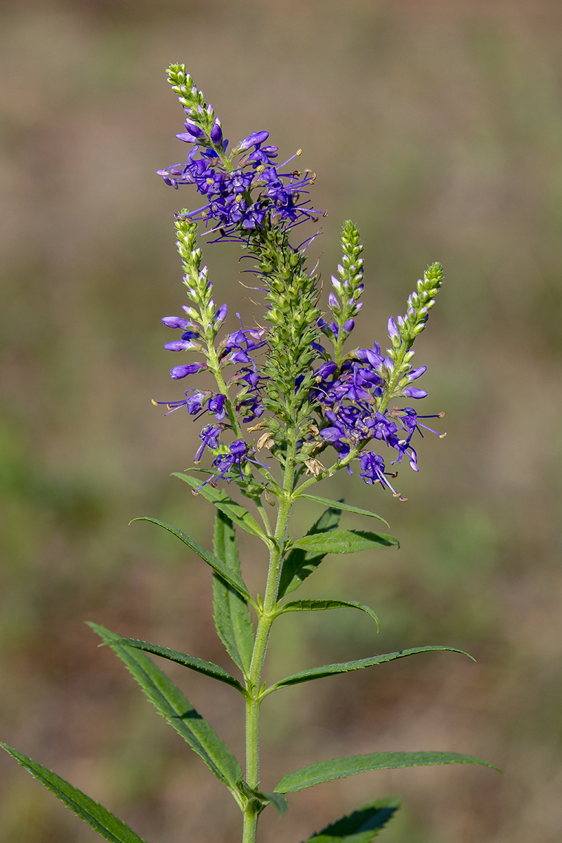 Изображение особи Veronica longifolia.