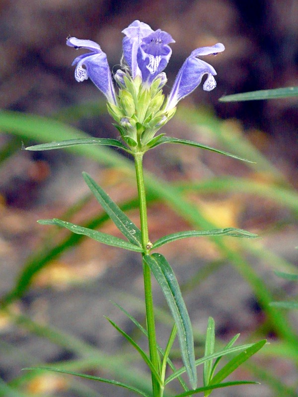 Image of Dracocephalum ruyschiana specimen.