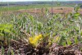 Astragalus pubiflorus. Цветущее растение. Белгородская обл., Ровеньский р-н, окр. с. Нагольное, степной склон. 03.05.2016.