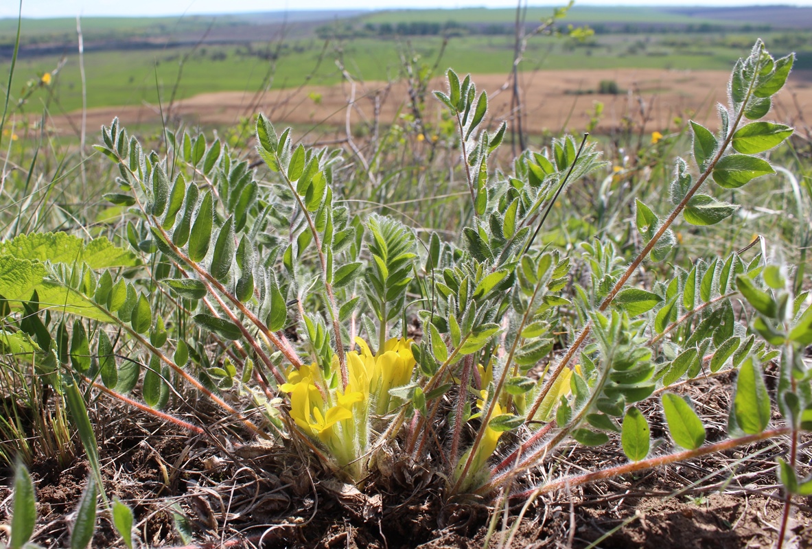 Изображение особи Astragalus pubiflorus.