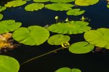 Nuphar lutea. Плодоносящие и бутонизирующие растения. На переднем плане плодоносящий побег с остатками околоцветника. Кировская обл., Афанасьевский р-н, Ичетовкинское сельское поселение, окр. дер. Порубово, долина р. Кама, в воде. 25 июля 2021 г.