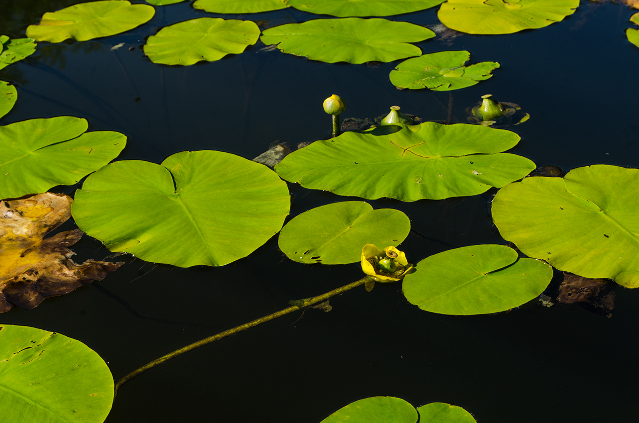 Изображение особи Nuphar lutea.