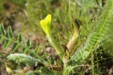 Astragalus macronyx