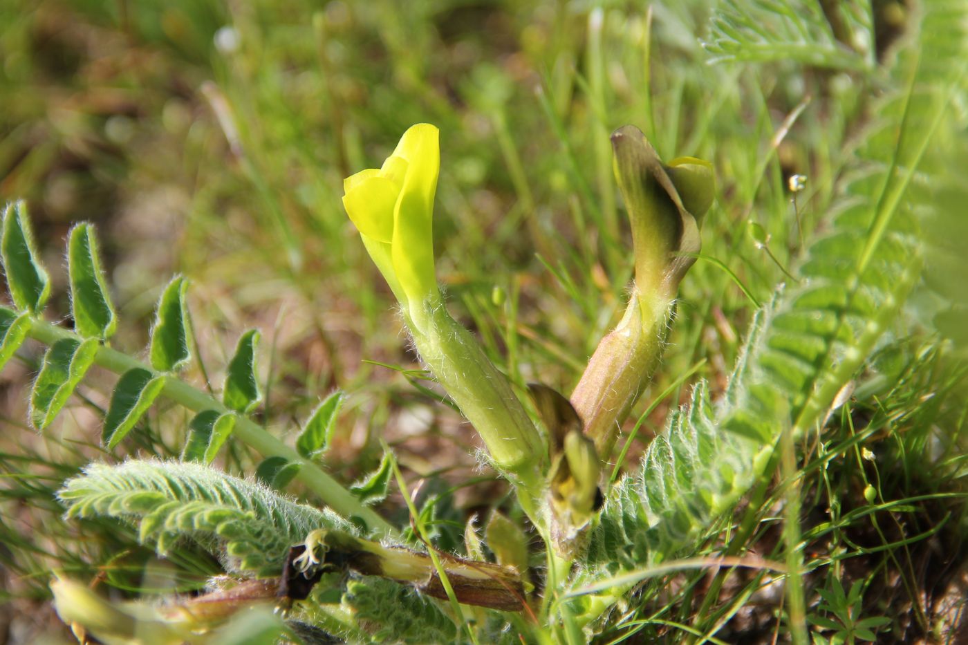 Изображение особи Astragalus macronyx.