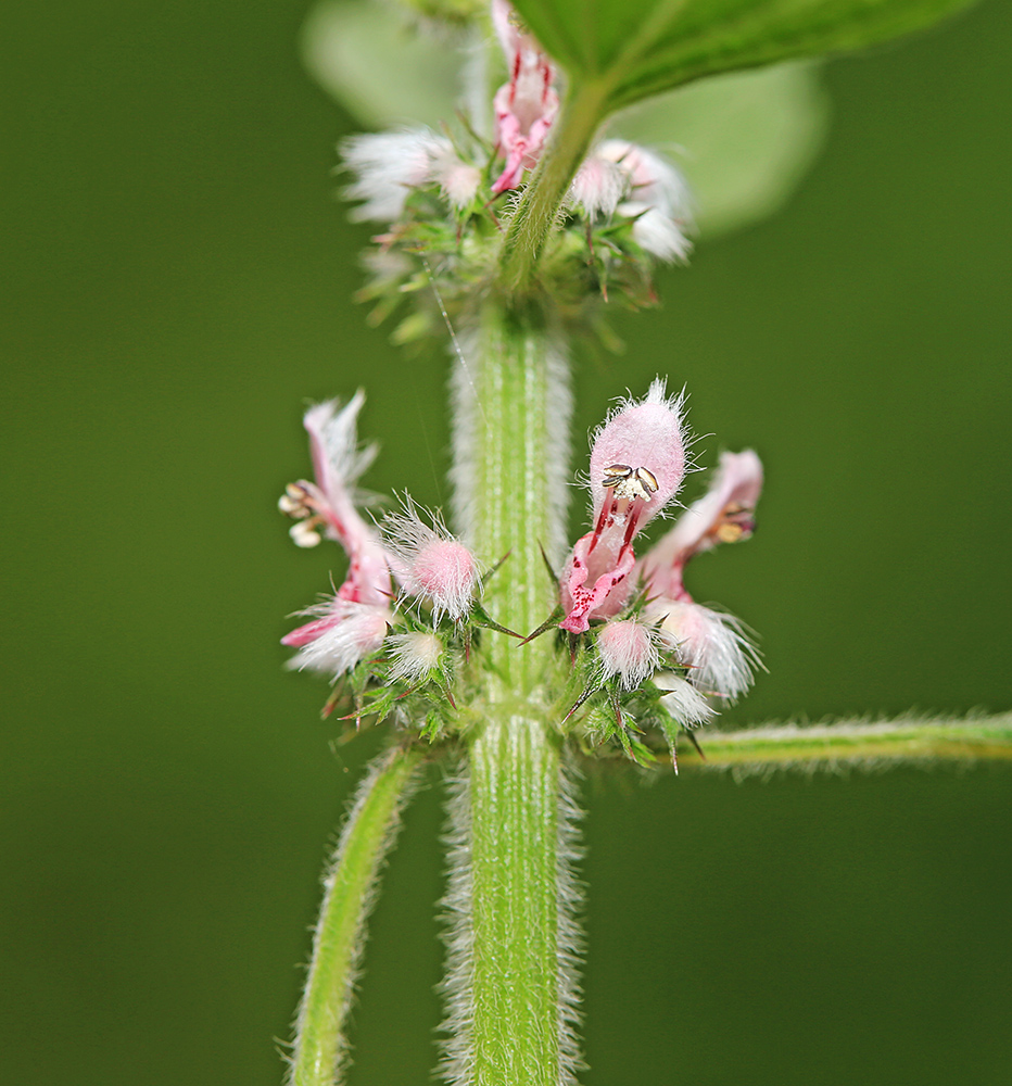 Изображение особи Leonurus quinquelobatus.