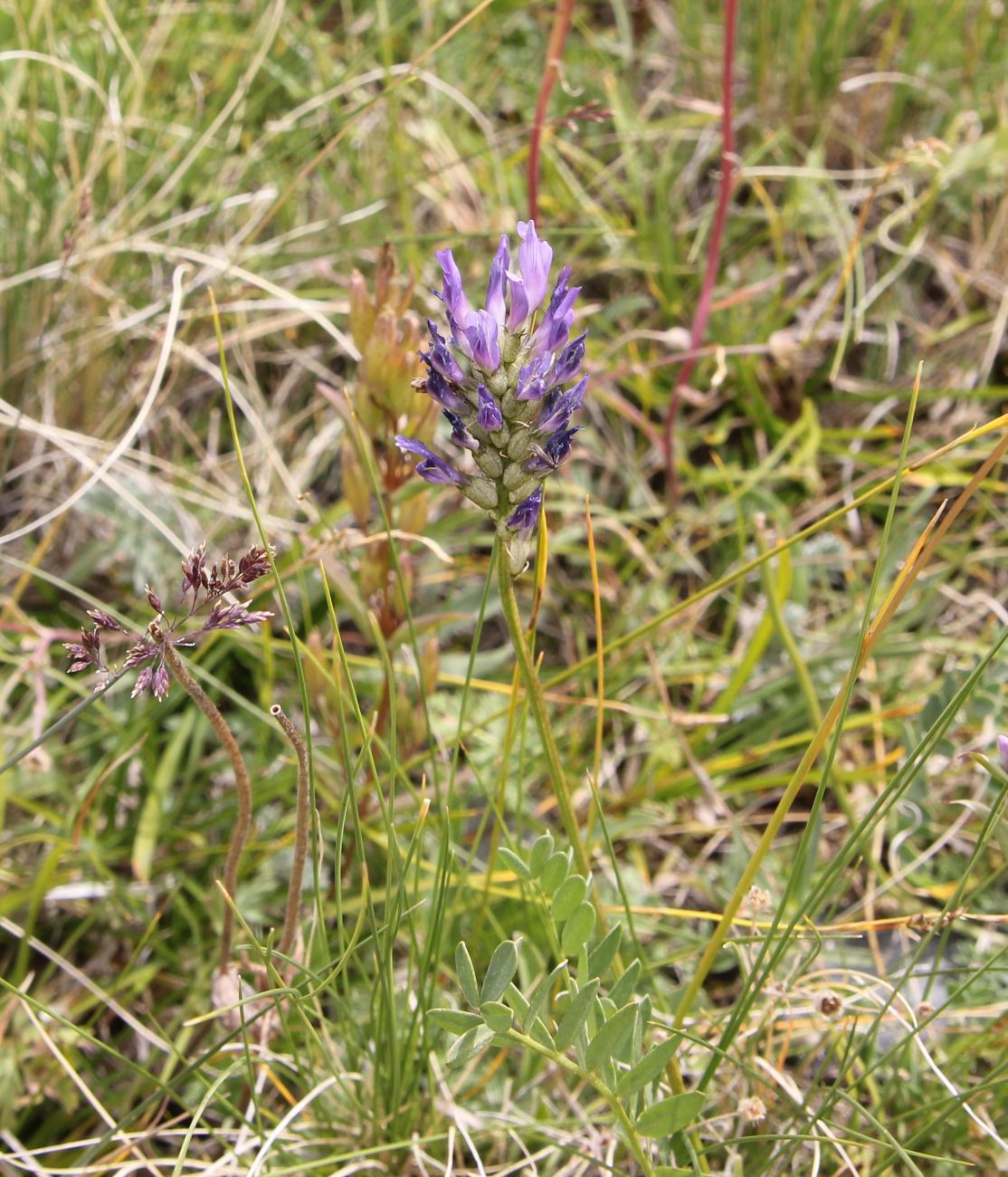 Image of genus Astragalus specimen.