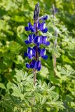 Lupinus pilosus. Верхушка цветущего растения. Израиль, г. Тель-Авив, парк Ариэля Шарона, в поле. 20.02.2022.