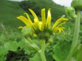 Doronicum macrophyllum. Соцветия. Северная Осетия, Пригородный р-н, окр. с. Кобан, ок. 1500 м н.у.м., каменистое место. 14.06.2021.