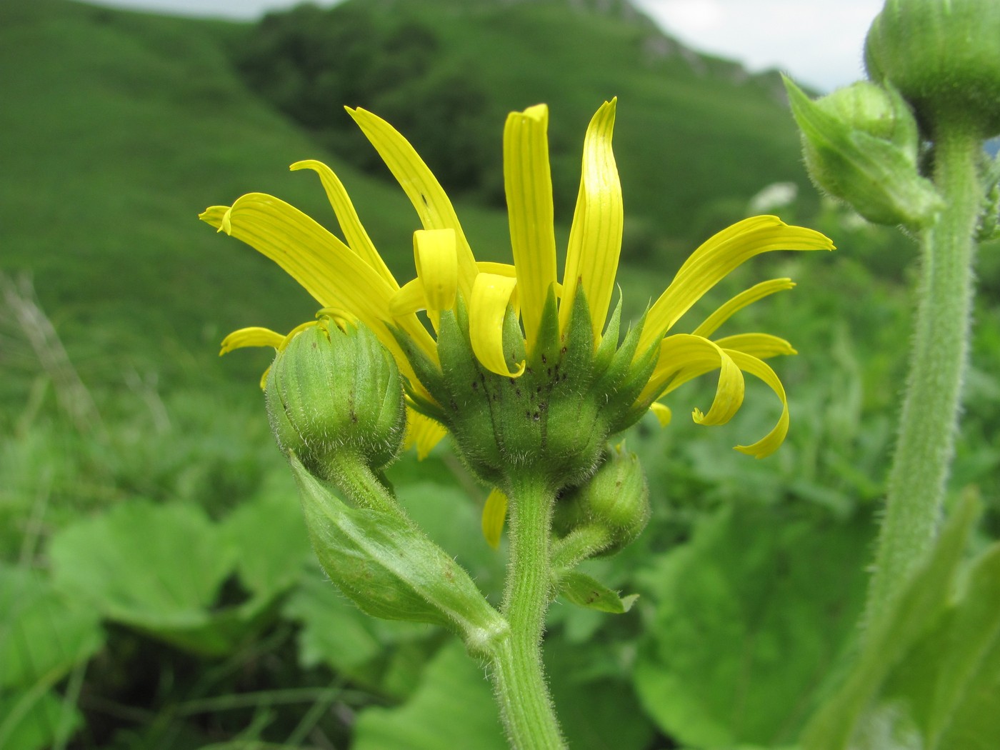 Image of Doronicum macrophyllum specimen.