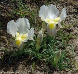 Iris camillae. Цветущие растения. Азербайджан, Таузский р-н, овраги в долине р. Таузчай. 17.04.2010.