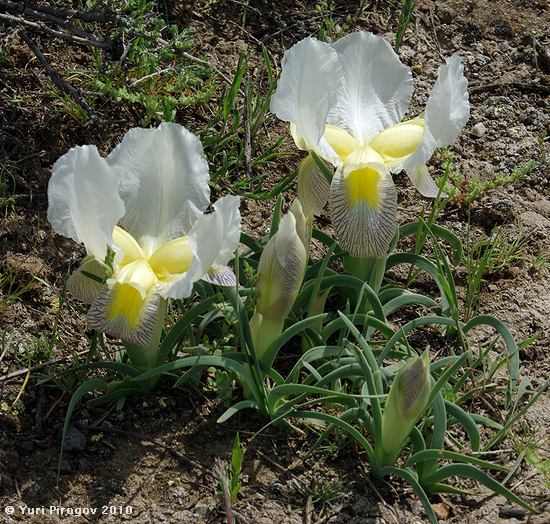 Изображение особи Iris camillae.
