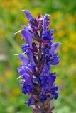 Salvia nemorosa. Верхушка соцветия. Крым, подножие горы Демерджи, окр. с. Лучистое, крепость Фуна. 16.07.2021.