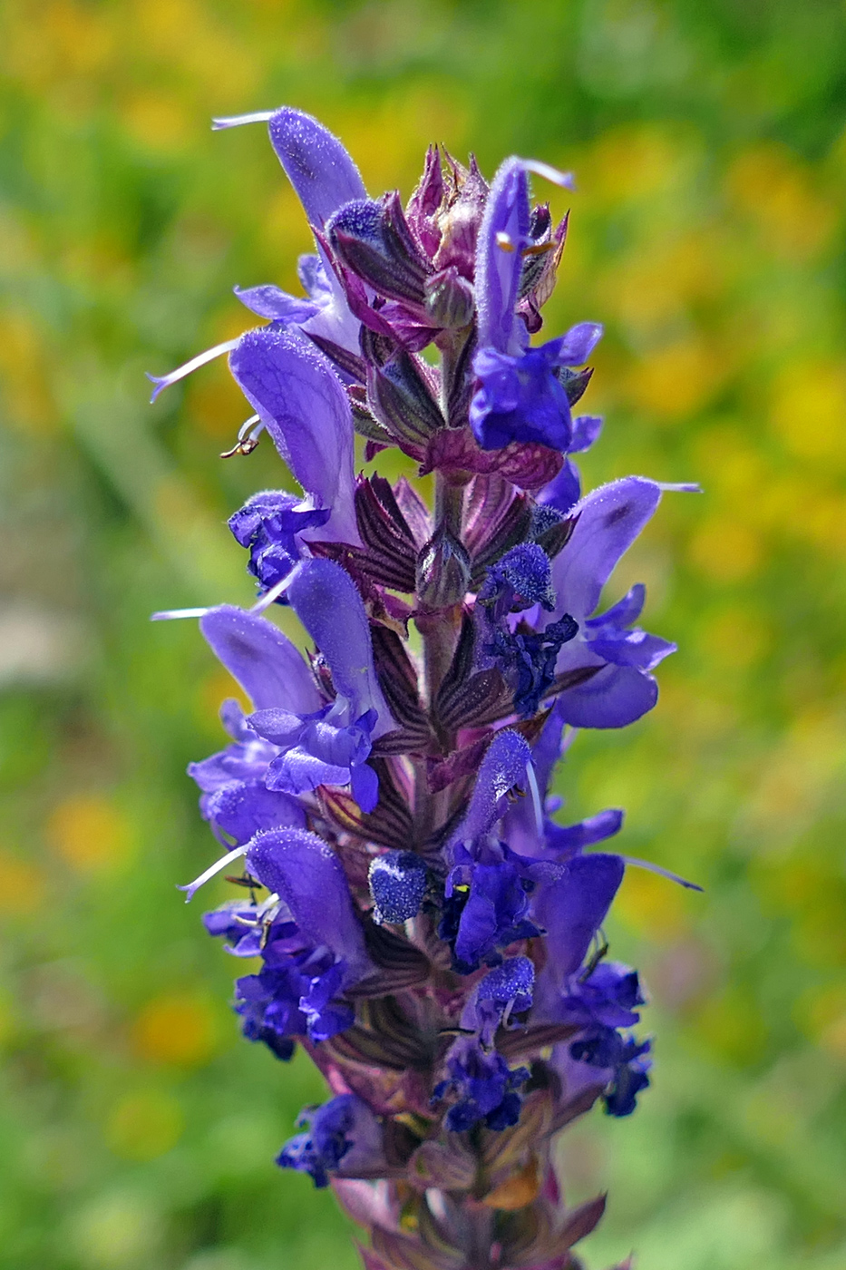 Изображение особи Salvia nemorosa.